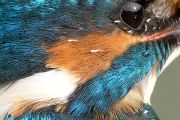 カワセミの頬の超高解像写真画像