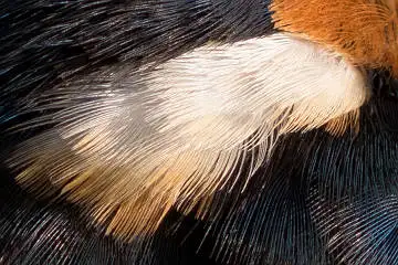 カワセミの白い羽毛の超高解像写真画像