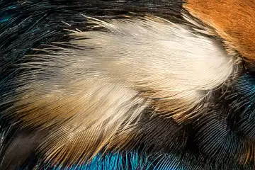 カワセミの白い羽毛の超高解像写真画像