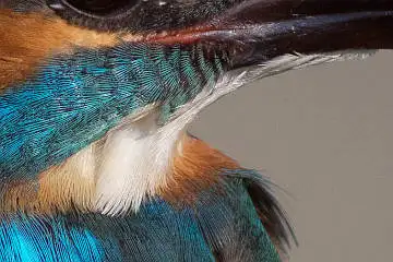 カワセミの白い羽毛の超高解像写真画像