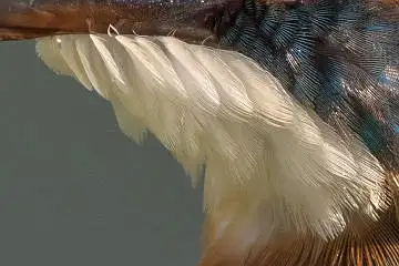 カワセミの白い羽毛の超高解像写真画像