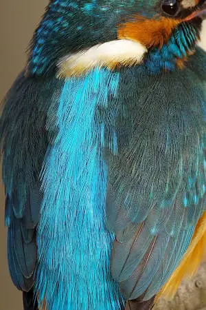 カワセミの背中の超高解像写真画像