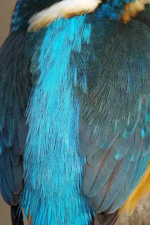 カワセミの背中の超高解像写真画像