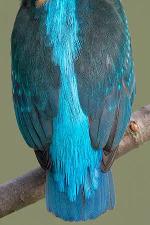 カワセミの背中の超高解像写真画像