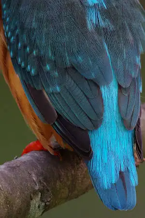 カワセミの背中の超高解像写真画像