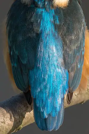 カワセミの背中の超高解像写真画像