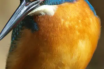 カワセミの腹の超高解像写真画像