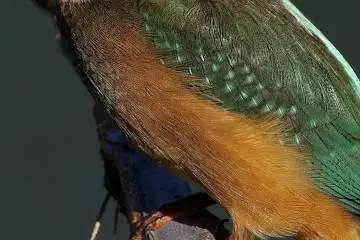 カワセミの腹の超高解像写真画像