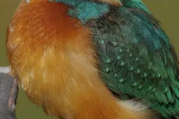 カワセミの腹の超高解像写真画像