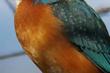 カワセミの腹の超高解像写真画像