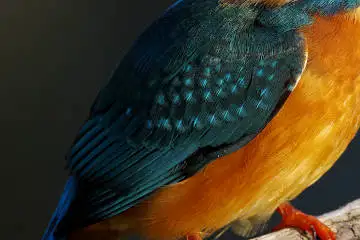 カワセミの羽(雨覆、風切羽)の超高解像写真画像