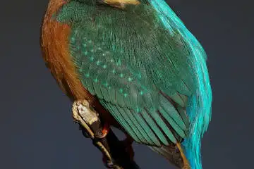 カワセミの羽(雨覆、風切羽)の超高解像写真画像