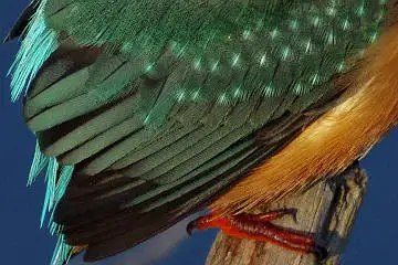 カワセミの羽(雨覆、風切羽)の超高解像写真画像