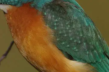 カワセミの羽(雨覆、風切羽)の超高解像写真画像