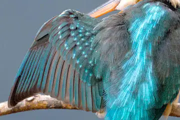 カワセミの羽(雨覆、風切羽)の超高解像写真画像