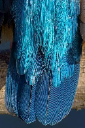 カワセミの尾羽の超高解像写真画像