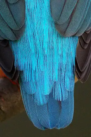 カワセミの尾羽の超高解像写真画像