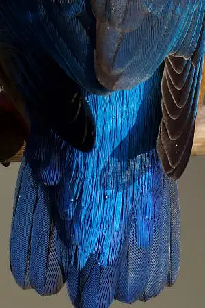 カワセミの尾羽の超高解像写真画像