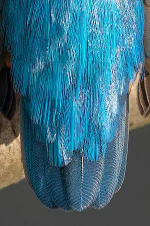 カワセミの尾羽の超高解像写真画像