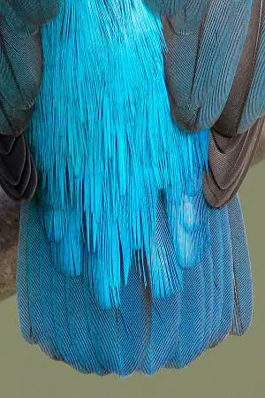 カワセミの尾羽の超高解像写真画像