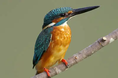 カワセミの高解像写真画像