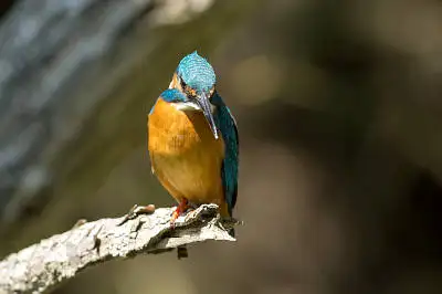 カワセミの高解像写真画像