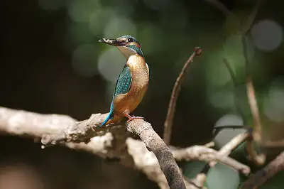 カワセミの高解像写真画像