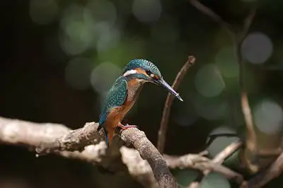 カワセミの高解像写真画像