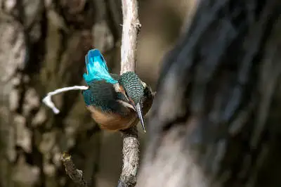 カワセミの高解像写真画像