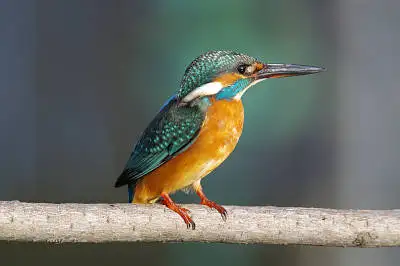 カワセミの高解像写真画像