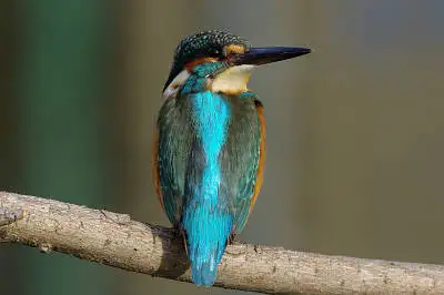 カワセミの高解像写真画像