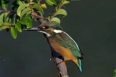 カワセミの高解像写真画像
