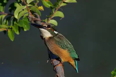 カワセミの高解像写真画像