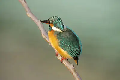 カワセミの高解像写真画像