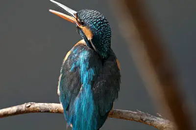 カワセミの高解像写真画像