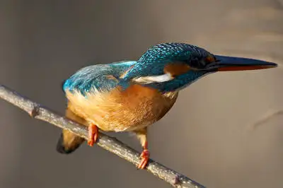 カワセミの高解像写真画像
