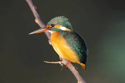 カワセミの高解像写真画像