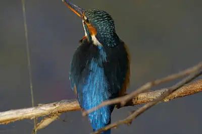 カワセミの高解像写真画像