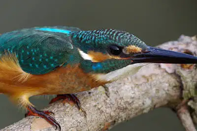 カワセミの高解像写真画像