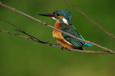 カワセミの高解像写真画像