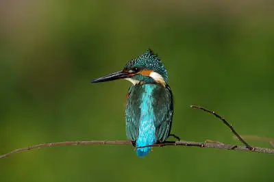 カワセミの高解像写真画像