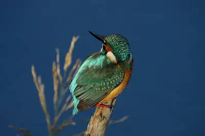 カワセミの高解像写真画像