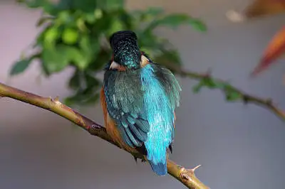 カワセミの高解像写真画像