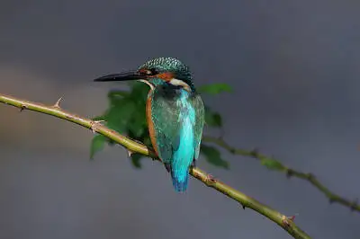 カワセミの高解像写真画像