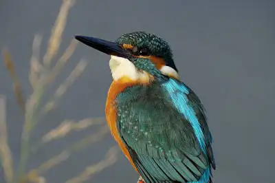 カワセミの高解像写真画像