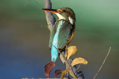 カワセミの高解像写真画像