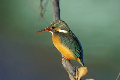 カワセミの高解像写真画像