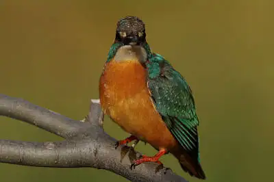 カワセミの高解像写真画像