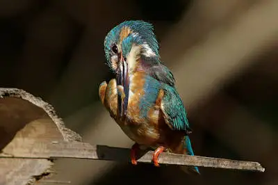 カワセミの高解像写真画像