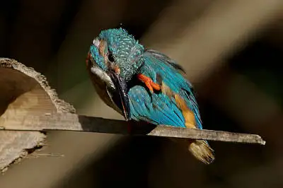 カワセミの高解像写真画像